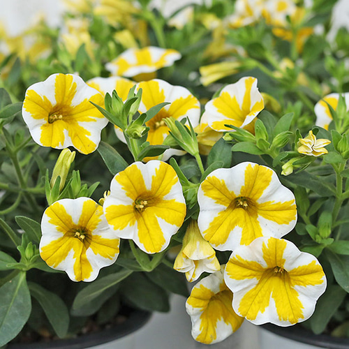 花苗 PW カリブラコア スーパーベル レモンスライス 5号 イエロー