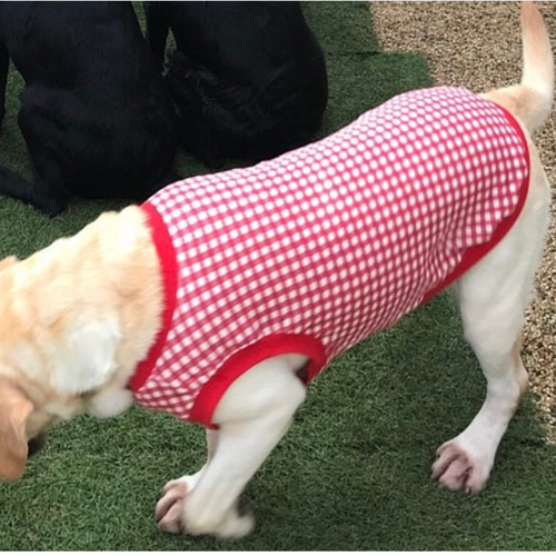 犬服 ハンドメイド ほっ様オーダー品 依舞様☆犬服☆ハンドメイドオーダー☆4着✩.*˚
