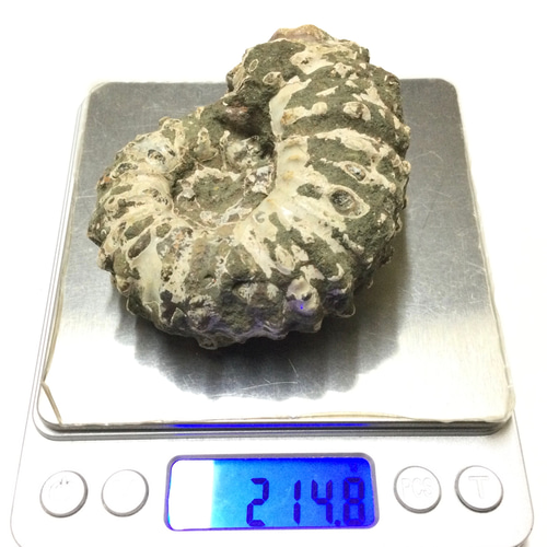 一点物☆太古の海の記憶 天然石(化石) アンモナイト 原石セット