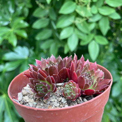 多肉植物 レッドプリンス錦 ① Amazon.co.jp: ！！多肉植物 超レア レッドチャントリー錦 大苗