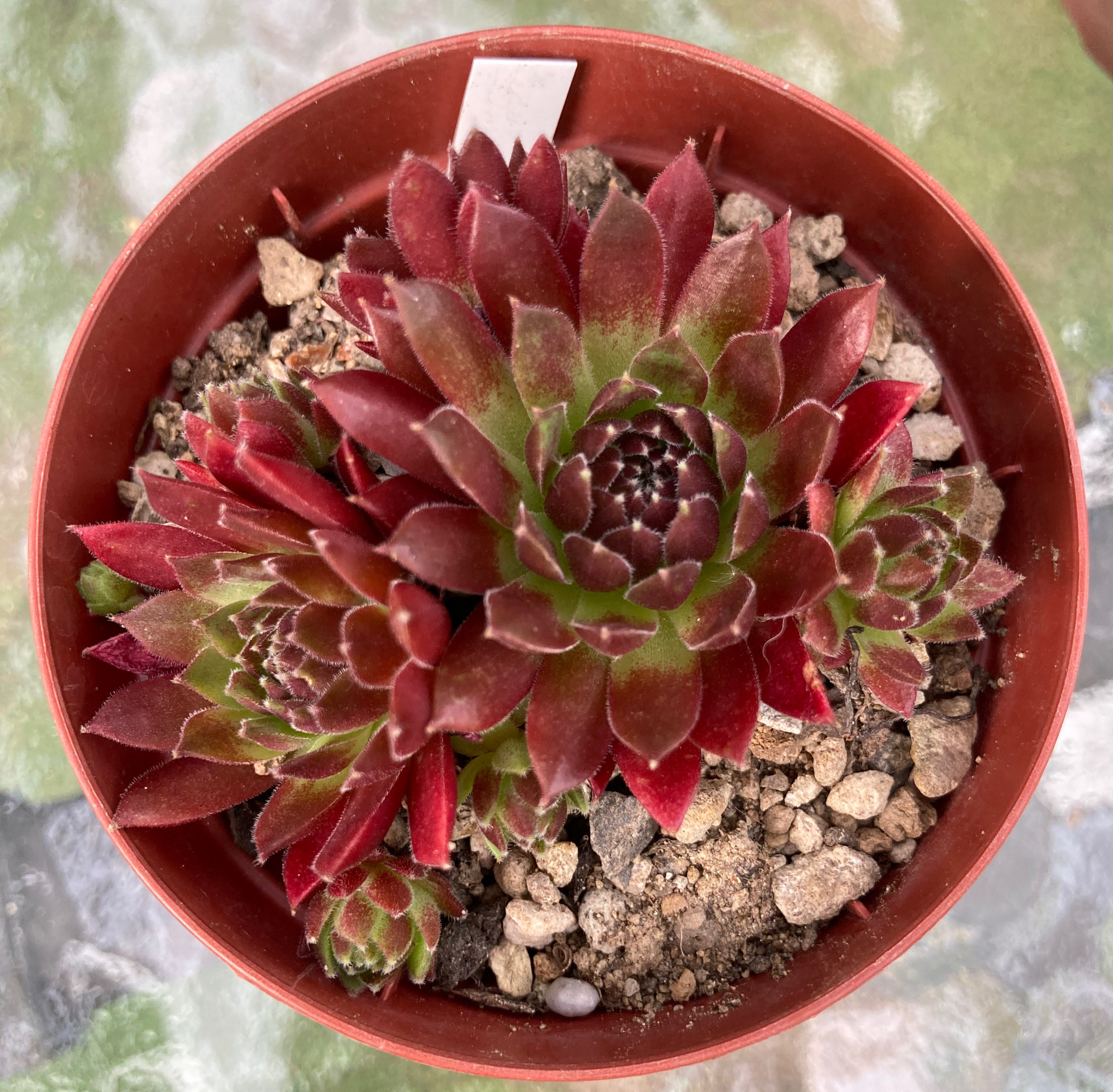 多肉植物のオルゴナイト3点セット【レッドカラーCタイプ】 多肉植物のオルゴナイト3点セット【レッドカラーCタイプ】 多肉植物の