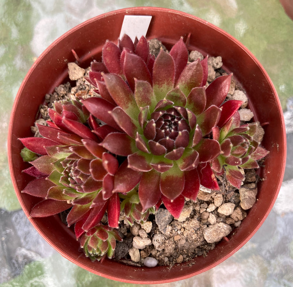 多肉植物のオルゴナイト3点セット【レッドカラーCタイプ】 多肉植物のオルゴナイト3点セット【レッドカラーCタイプ
