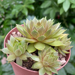 若葉 赤系名無し センペルビウム 多肉植物 抜き苗 根付き 若葉様専用 赤系名無し センペルビウム 多肉植物 抜き苗 根付き