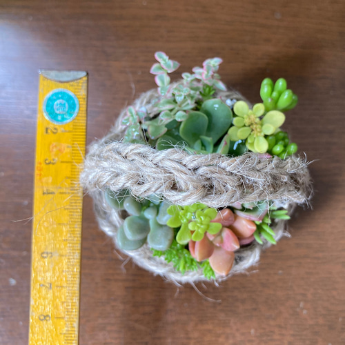 ミニかごの多肉植物 寄せ植え そのまま飾れる 多肉植物