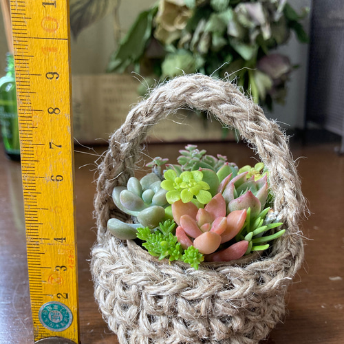 ✿多肉寄せ植え✿白かご✿ワイヤークラフト籠 ✿そのまま飾れます ✿多肉寄せ植え✿白かご✿ワイヤークラフト籠 ✿そのまま飾れます