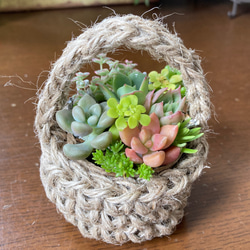 ミニかごの多肉植物 寄せ植え そのまま飾れる 多肉植物 galleryk's植物