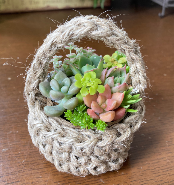 ミニかごの多肉植物 寄せ植え そのまま飾れる 多肉植物
