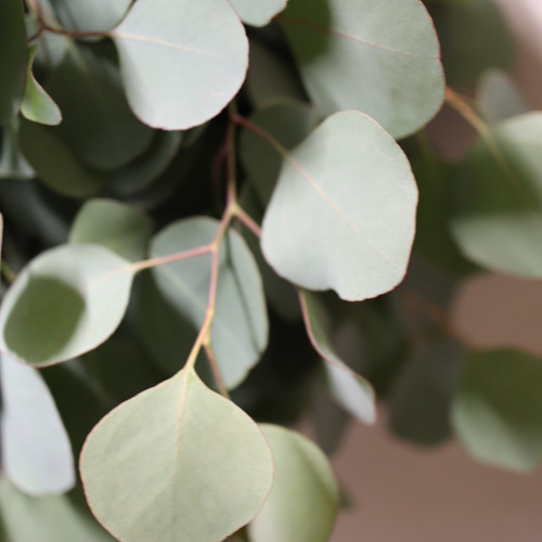 フレッシュユーカリ ポポラス スワッグorフレッシュユーカリ