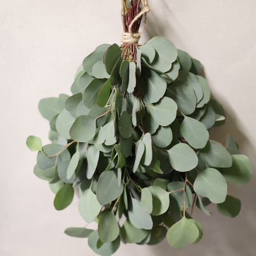 ✤ ユーカリ ポポラス ✤ フレッシュ*＊ ✤ ユーカリ ポポラス ✤ フレッシュ*＊ ユーカリ 丸葉