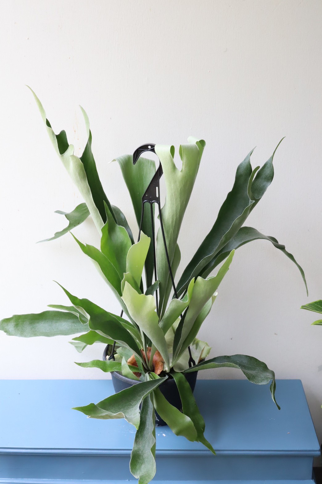 コウモリラン　ビフルカツム　吊り鉢　大株