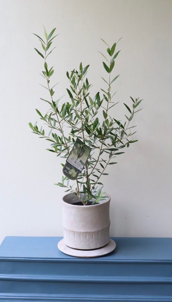 オリーブ（ひなかぜ） オリーブ ひなかぜ 人気 植木 庭木 現品販売