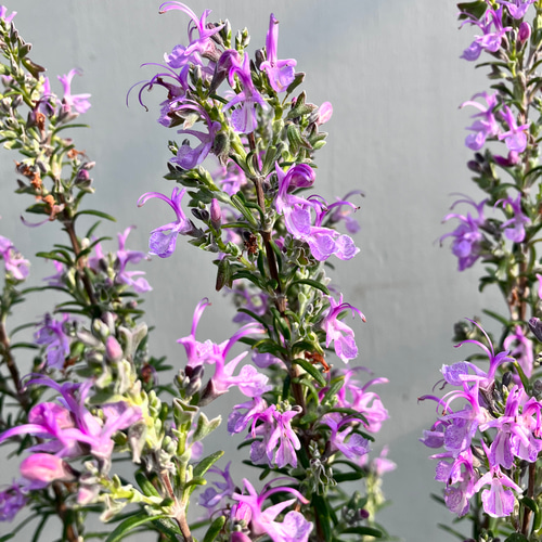 ☆再入荷☆ハーブ＊.ローズマリー立ち性＊マリンブルー＊特大株 アート