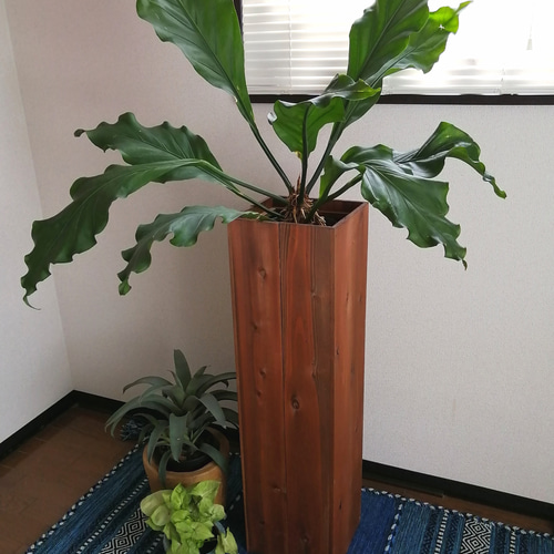 大きめの観葉植物に】トールプランターボックス 一輪挿し・花瓶・花器