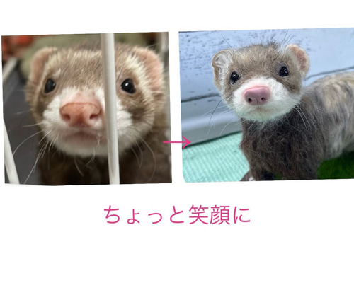 競売 64ca9e98e8487a146b75ab96d46dd0 羊毛フェルト