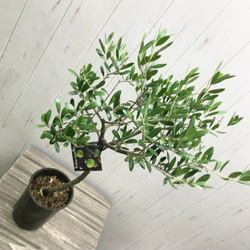盆栽 オリーブの木 ネバディロブランコ souju 4号  22 7枚目の画像