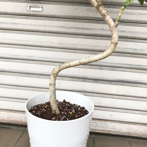 ［現品］7番　シェフレラ　グランディ　曲がり　7号　観葉植物　斑入　室内　可愛い 曲がり樹形♡ 斑入り シェフレラ ホンコンカポック 7号鉢 受皿付