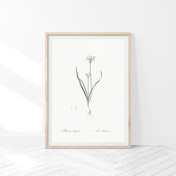 お得な3枚セット］ボタニカル アートポスター