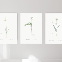 お得な3枚セット］ボタニカル アートポスター