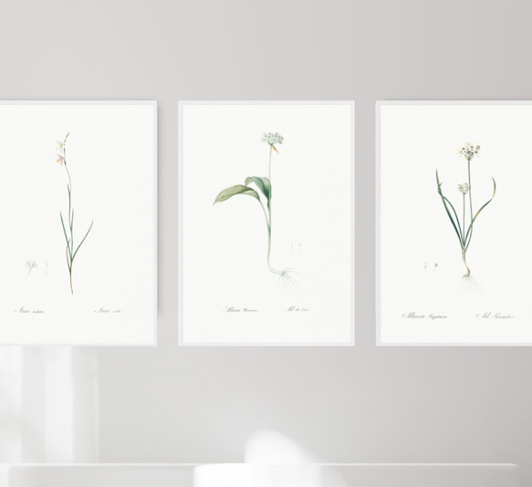 ［お得な3枚セット］植物標本 アートポスター01(52_Herbarium) 1枚目の画像