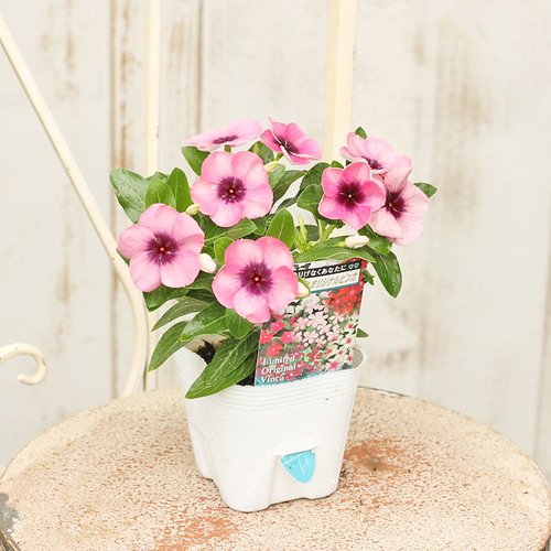 花苗 ビンカ ニチニチソウ モネ 3.5号ポット 北島園芸オリジナル