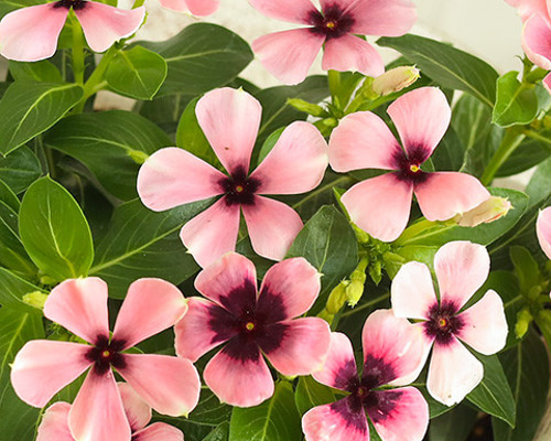 花苗 ビンカ ニチニチソウ モネ 3.5号ポット 北島園芸オリジナル