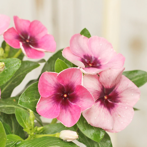 花苗 ビンカ ニチニチソウ モネ 3.5号ポット 北島園芸オリジナル