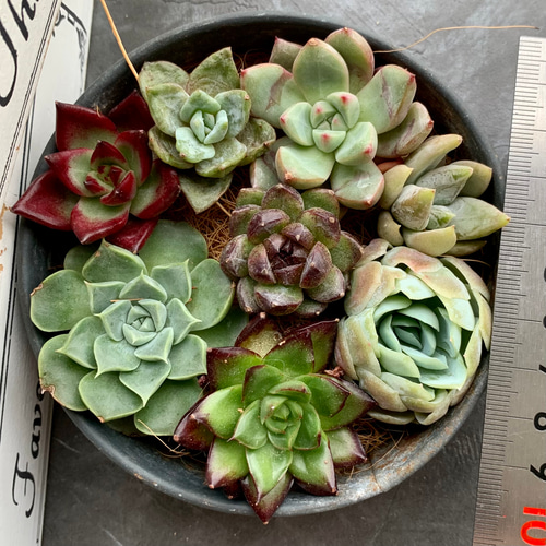 多肉植物⭐小さなカット苗たち⭐D⭐ 多肉植物⭐小さなカット苗たち⭐D⭐