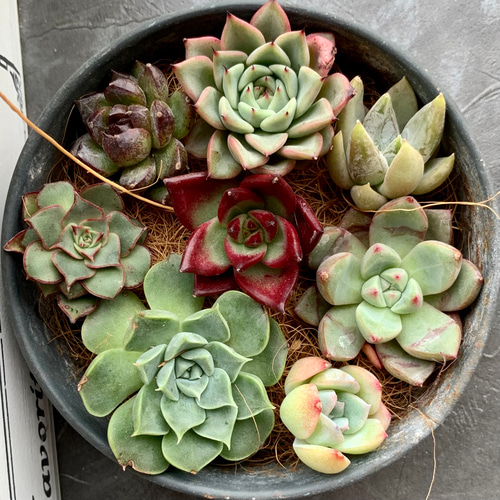多肉植物❣️エケベリア等❤️全部名前付き❤️カット苗詰め合わせ  