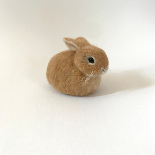 うさぎ 雪の妖精さん（うさぎ：ドワーフホト）Small Animal Life