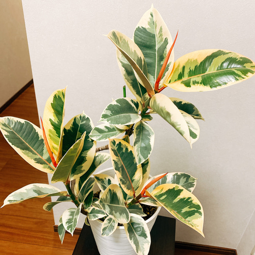フィカス ティネケ インドゴムノキ 曲がり 観葉植物 おしゃれ ○斑入り