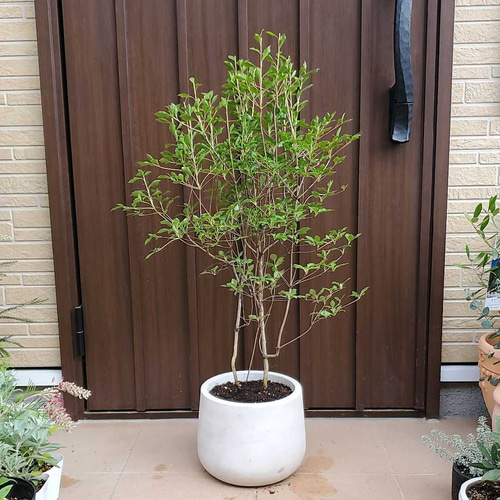 鉢植え特大。天然ドウダンツツジ。 楽天市場】【現品】山採り【大型ドウダンツツジ】自然風樹形