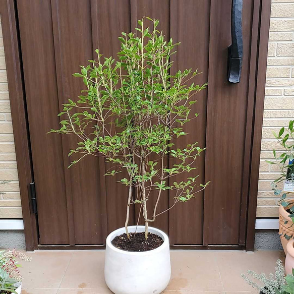 和モダン ドウダンツツジ 鉢植え 苗 庭木 シンボルツリーに