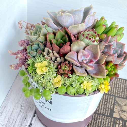 ❤️多肉植物❤️そのまま飾れる寄せ植え❤️４点セット❤️ 多肉植物寄せ植え そのまま飾れる寄せ植え 2つセット☆* - メルカリ