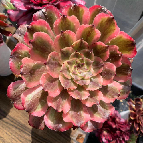 377.多肉植物 寄せ植え アエオニウム属 粉黛 子付き 特大 超美苗 抜き