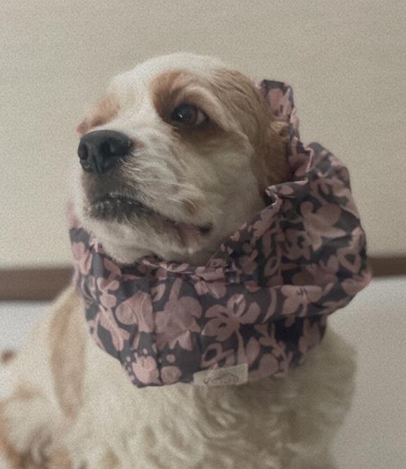 透け感❤︎花柄　ピンク　犬用スヌード　中型犬用スヌード 1枚目の画像