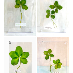 インテリア　四葉、五つ葉、クローバーフレーム入り&シオリ　プレゼントにも！！ 5枚目の画像