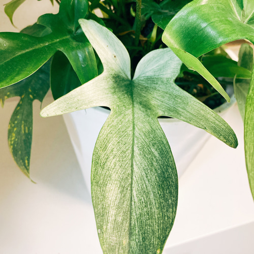 現品］【希少】フィロデンドロン フロリダゴースト 観葉植物