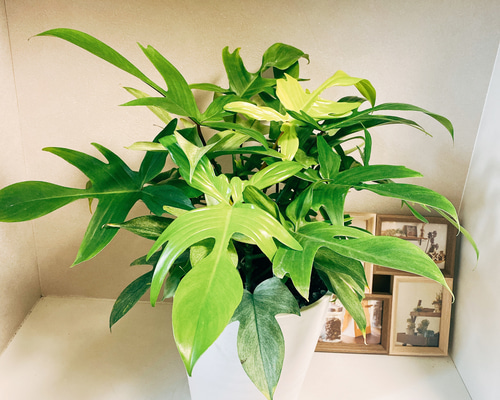 現品］【希少】フィロデンドロン フロリダゴースト 観葉植物