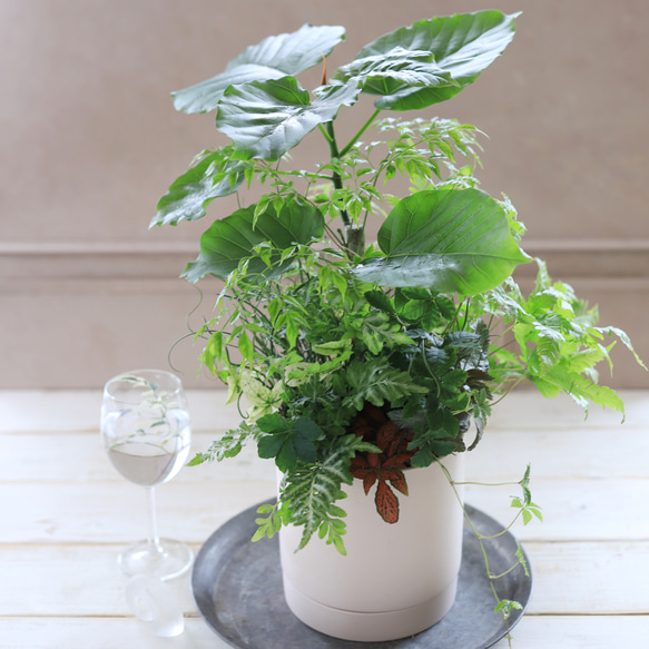 室内用】ピンクのベースに♪ウンベラータと観葉植物の