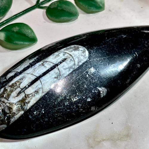 オルソセラスの化石のオブジェ オルソセラス（オーソセラス） 化石