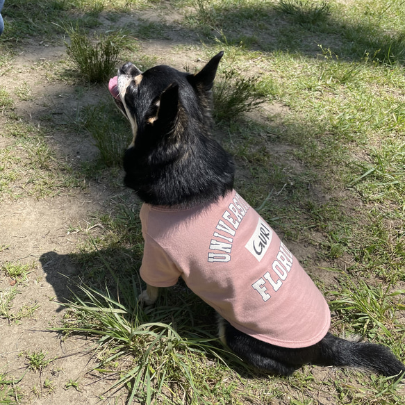 犬服　カレッジTシャツ　ピンク 4枚目の画像
