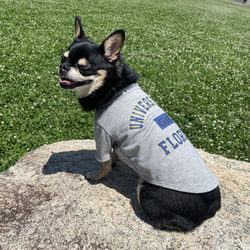 犬服　カレッジTシャツ　杢グレー 3枚目の画像