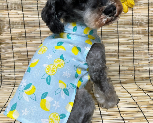 犬服ハンドメイドレモンです。 tt-250_main.jpg