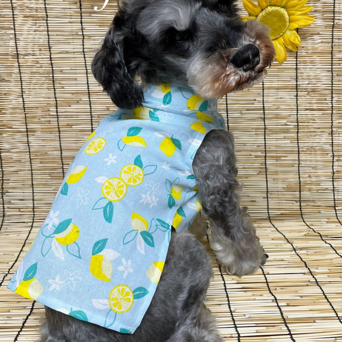 犬服】レモン柄スタンドカラーてぬぐいシャツ☆(ホワイトor水色