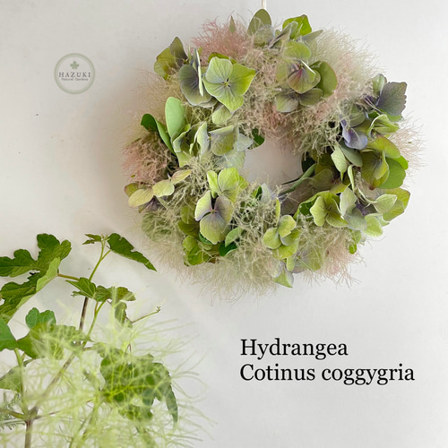スモークツリーと紫陽花のナチュラルリース スモークツリーと紫陽花の ドライフラワー ボタニカル リース