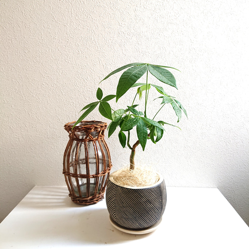その他観葉植物 CoCo Amazon | ココスティック 2点セット モンステラ支柱 観葉植物
