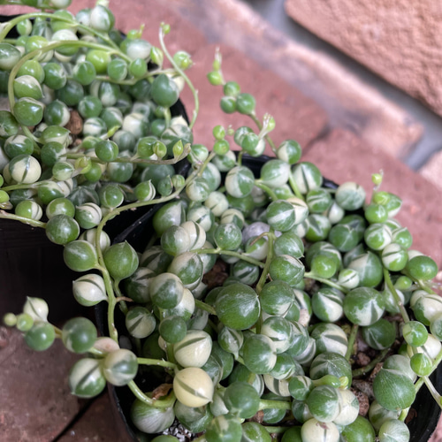 多肉植物＊斑入り「グリーンネックレス」 その他素材 Comu＊Garden
