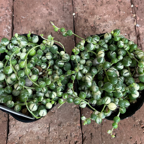 グリーンネックレス 多肉植物＊斑入り「グリーンネックレス」 その他素材 Comu