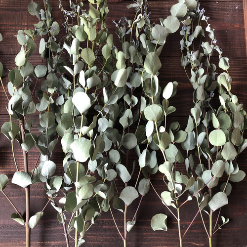 ユーカリグニー6本セット（フレッシュグリーン) ユーカリのシンプル