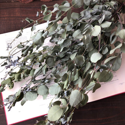 ユーカリグニー6本セット（フレッシュグリーン) ユーカリのシンプル